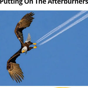 Meet your Posher, Bruce